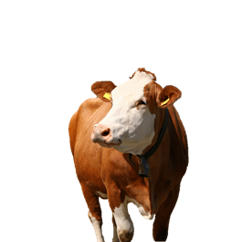 Cow after remove background
